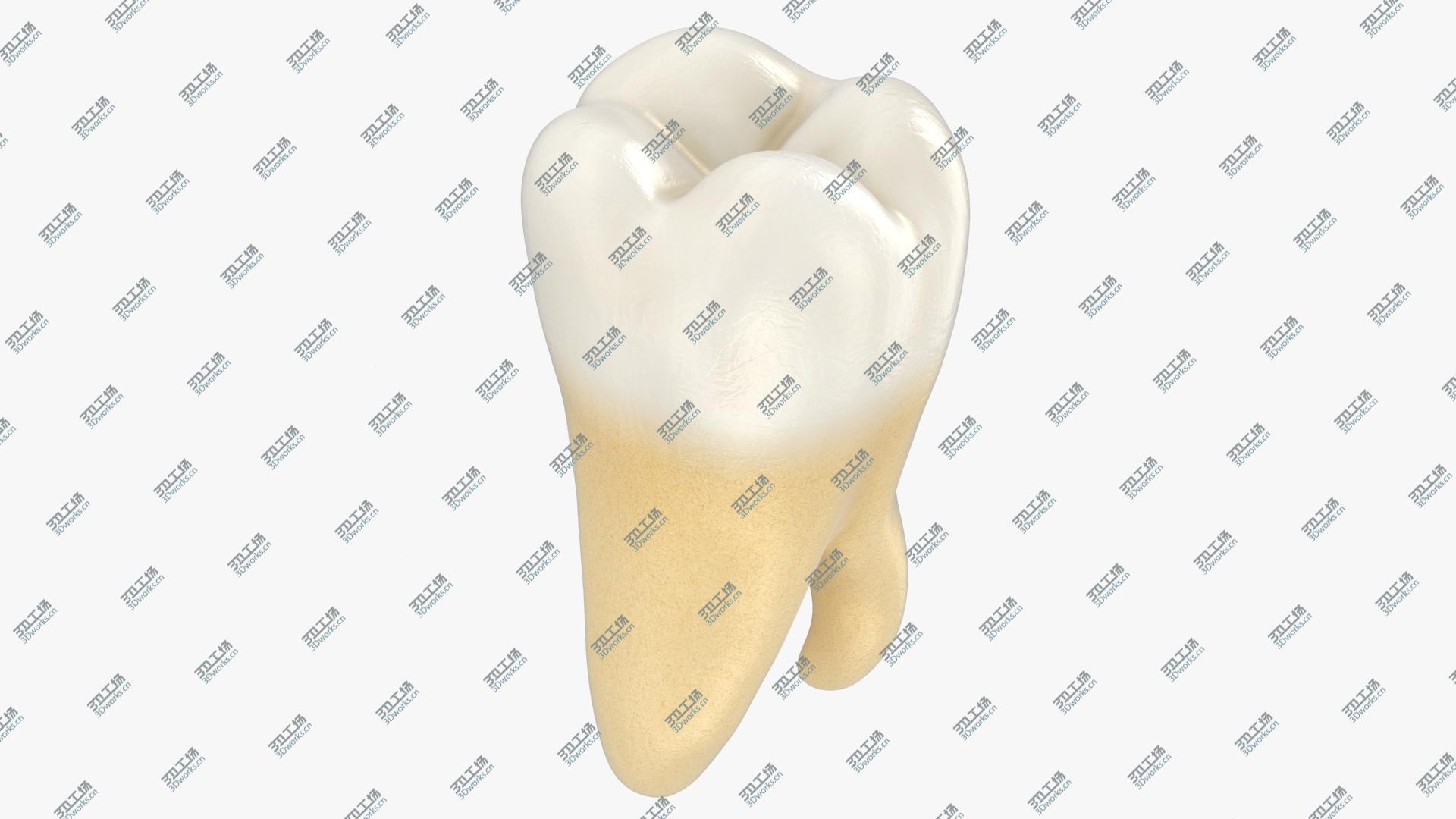 images/goods_img/202105073/Teeth Collection model/4.jpg